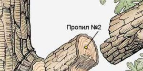 Prořezávání ovocných stromů na podzim krok za krokem